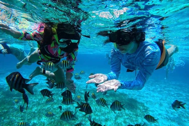 Cozumel Snorkeling at Palancar, Colombia Reefs & El Cielo Sandbar photo 5