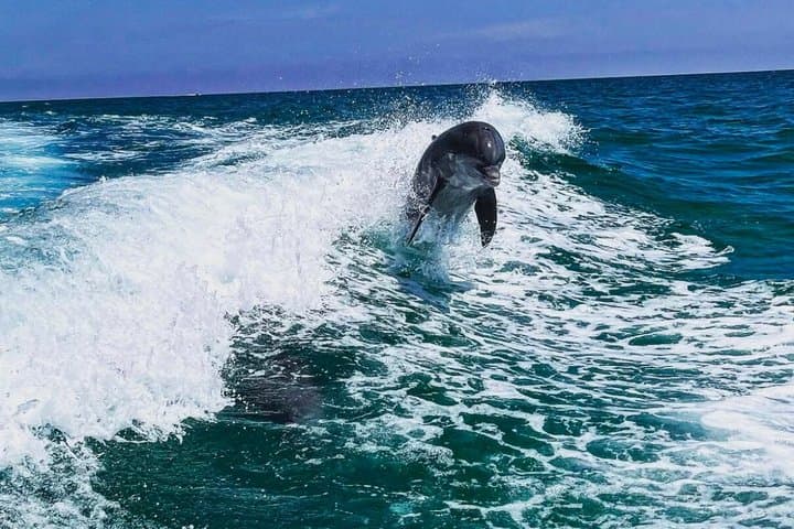 Private Dolphin & Snorkel Cruise — 2-Hour Panama City Beach Adventure photo 5