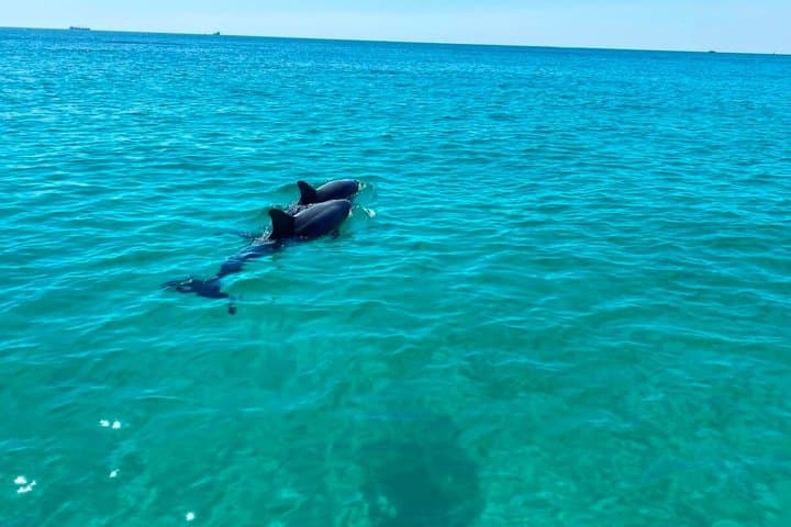 Private Dolphin & Snorkel Cruise — 2-Hour Panama City Beach Adventure photo 6