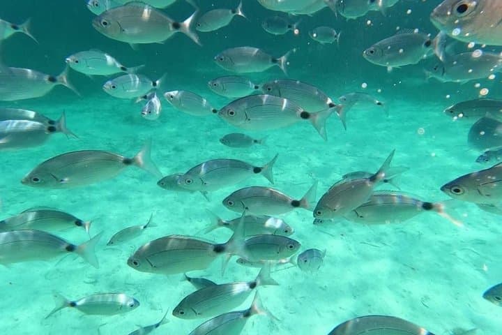 Porto Cesareo Fishing Experience — Guided Ionian Sea Fishing in Salento photo 3