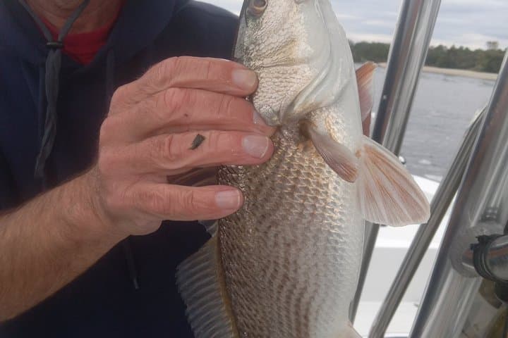 Myrtle Beach Fishing Charters: Family-Friendly Inshore & Offshore Trips photo 5