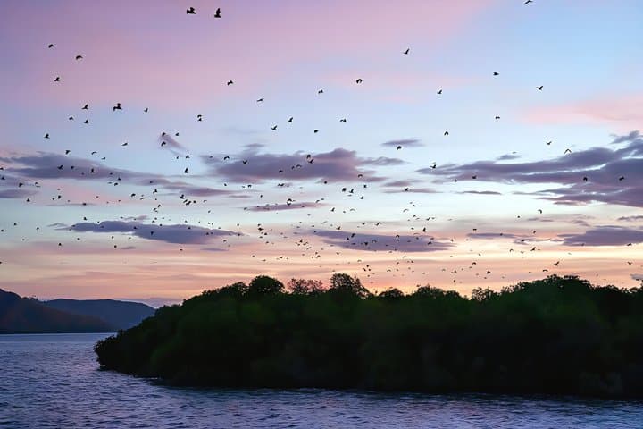 Labuan Bajo Half-Day Snorkel & Kalong Sunset Cruise: Kelor, Manjarite Highlights photo 6