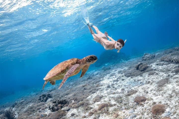 Mirissa Turtle Snorkeling: 100% Sighting Guarantee with Free GoPro