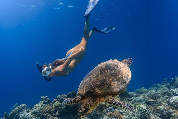 Mirissa Turtle Snorkeling: 100% Sighting Guarantee with Free GoPro photo 3