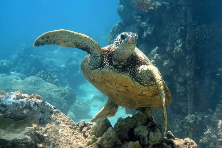 Mirissa Turtle Snorkeling: 100% Sighting Guarantee with Free GoPro photo 5