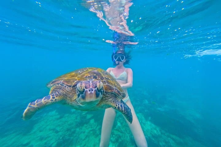 Mirissa Turtle Snorkeling: 100% Sighting Guarantee with Free GoPro photo 4
