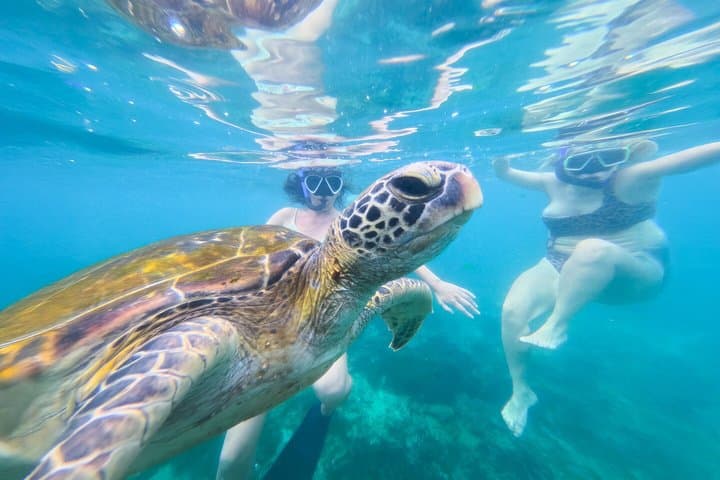 Mirissa Turtle Snorkeling: 100% Sighting Guarantee with Free GoPro photo 6