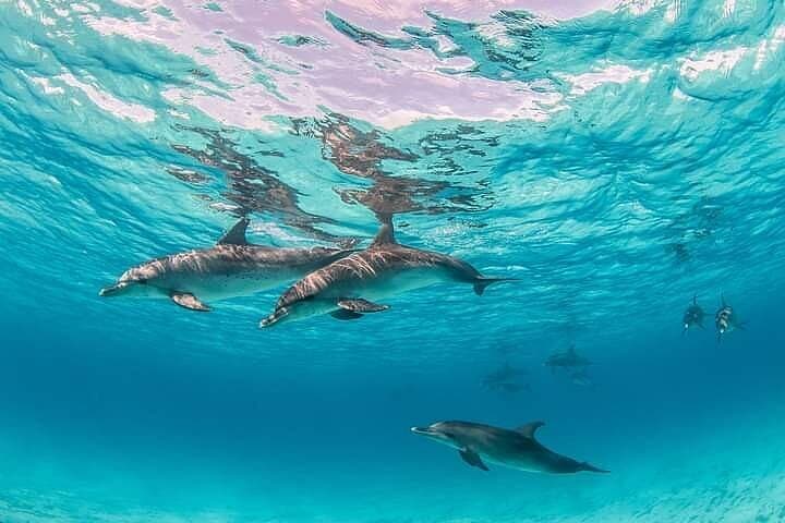 Hurghada Speed Boat: 4-Hour Dolphin Swim & Snorkel at White Island
