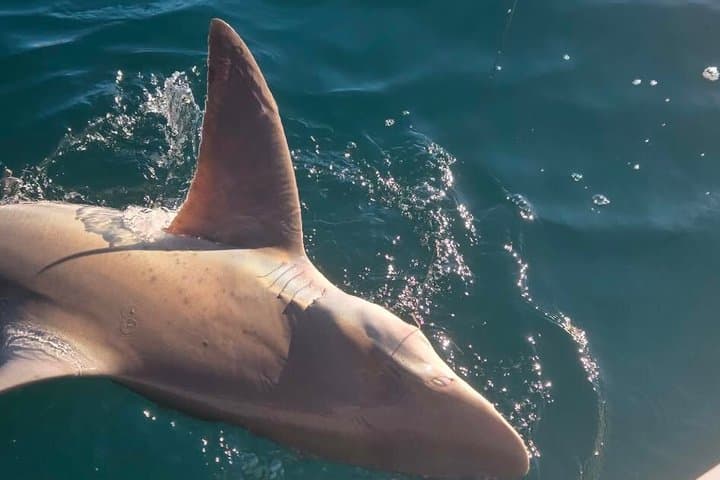 Destin Catch-and-Release Shark Fishing Charter: 3-Hour Gulf Adventure photo 3