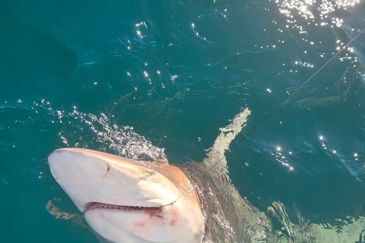 Destin Catch-and-Release Shark Fishing Charter: 3-Hour Gulf Adventure photo 1