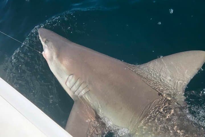 Destin Catch-and-Release Shark Fishing Charter: 3-Hour Gulf Adventure photo 2