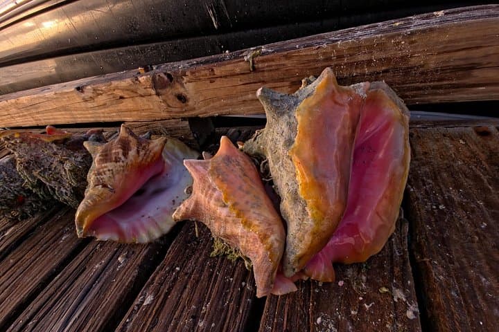 Private Turks and Caicos Boat Charter & Shipwreck Adventure — Providenciales Day Trip photo 4