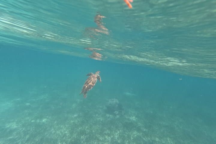 Snorkeling Costa Maya: Mahahual Barrier Reef Guided Snorkel photo 4