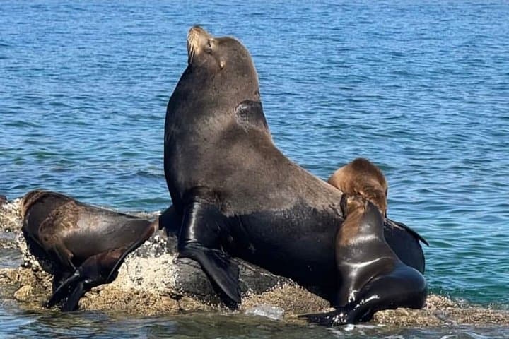 Isla Espiritu Santo & Balandra: Swim with Sea Lions on a Day Boat Tour photo 2