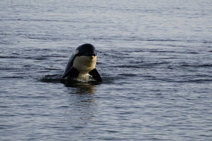 Icy Strait Small-Boat Whale Watching & Halibut Fishing from Hoonah photo 4