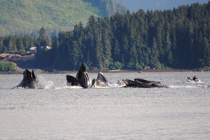 Icy Strait Small-Boat Whale Watching & Halibut Fishing from Hoonah photo 5
