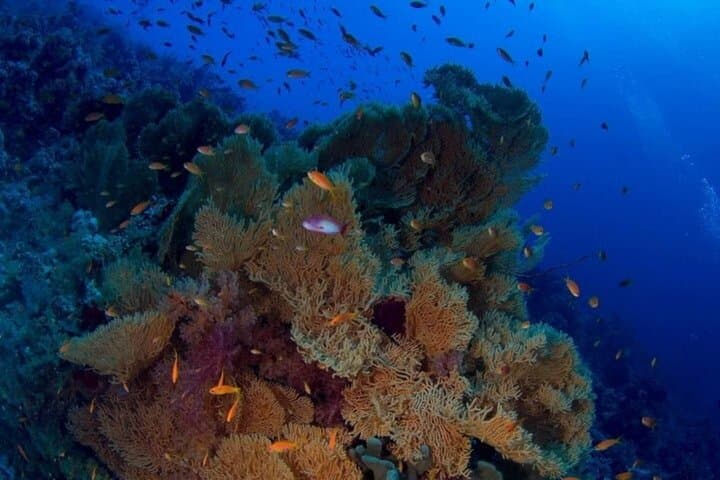 Tiran Island Snorkeling & Diving Day Trip from Sharm El Sheikh photo 5