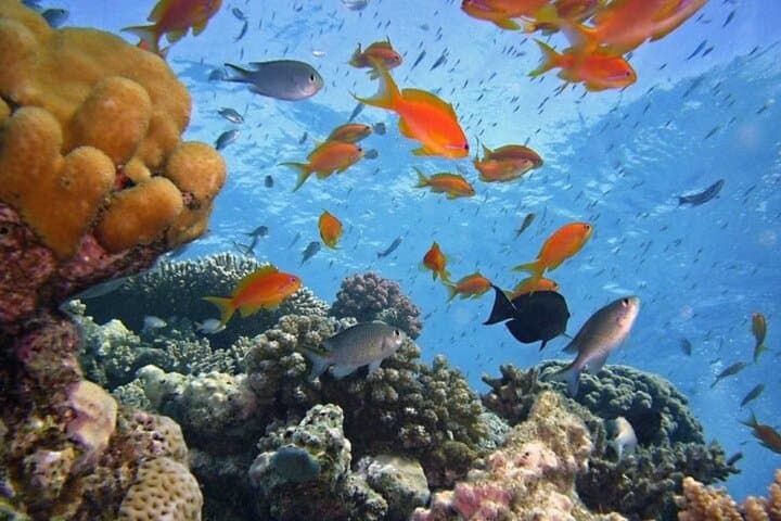 Tiran Island Snorkeling & Diving Day Trip from Sharm El Sheikh photo 3