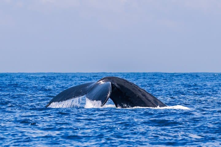 Tahiti Private Whale Watching & Snorkeling: Full-Day Humpback Expedition photo 4