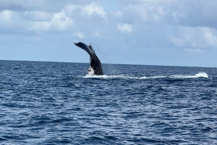 Tahiti Private Whale Watching & Snorkeling: Full-Day Humpback Expedition photo 6