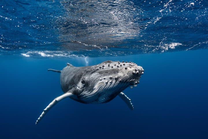 Tahiti Private Whale Watching & Snorkeling: Full-Day Humpback Expedition photo 3