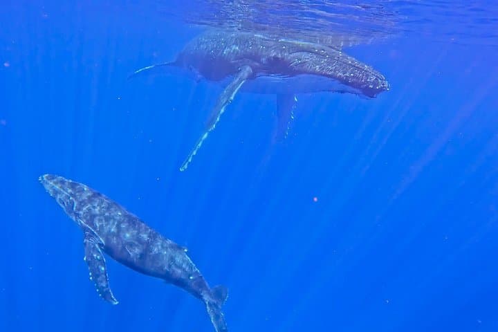 Tahiti Private Whale Watching & Snorkeling: Full-Day Humpback Expedition