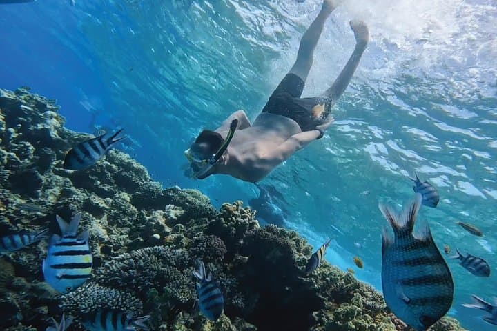 Orange Island Snorkel Cruise from Hurghada: Red Sea Coral, Lunch & Transfers photo 2
