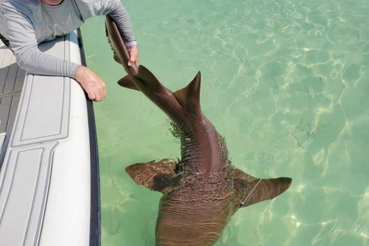 Key West Shark & Goliath Grouper 4‑Hour Fishing Trip (Morning or Evening) photo 2