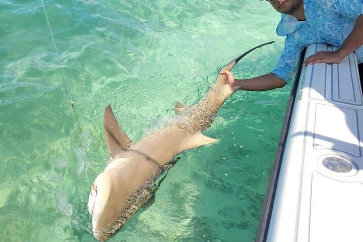 Key West Shark & Goliath Grouper 4‑Hour Fishing Trip (Morning or Evening) photo 6