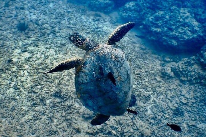 Ala Moana Beginner Scuba and Snorkel — Waikiki Intro Dive