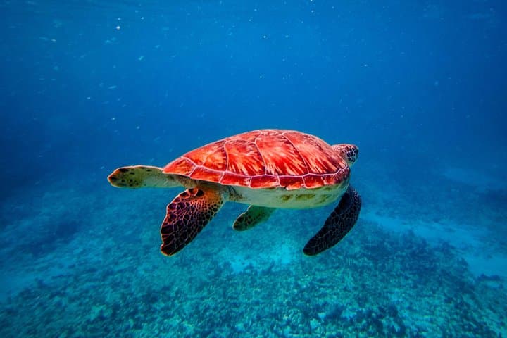 Tulum in an Hour: Snorkel the Coral Reef and See the Ruins from the Sea photo 5