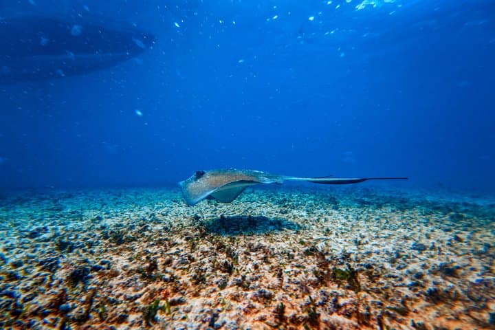 Tulum in an Hour: Snorkel the Coral Reef and See the Ruins from the Sea photo 6