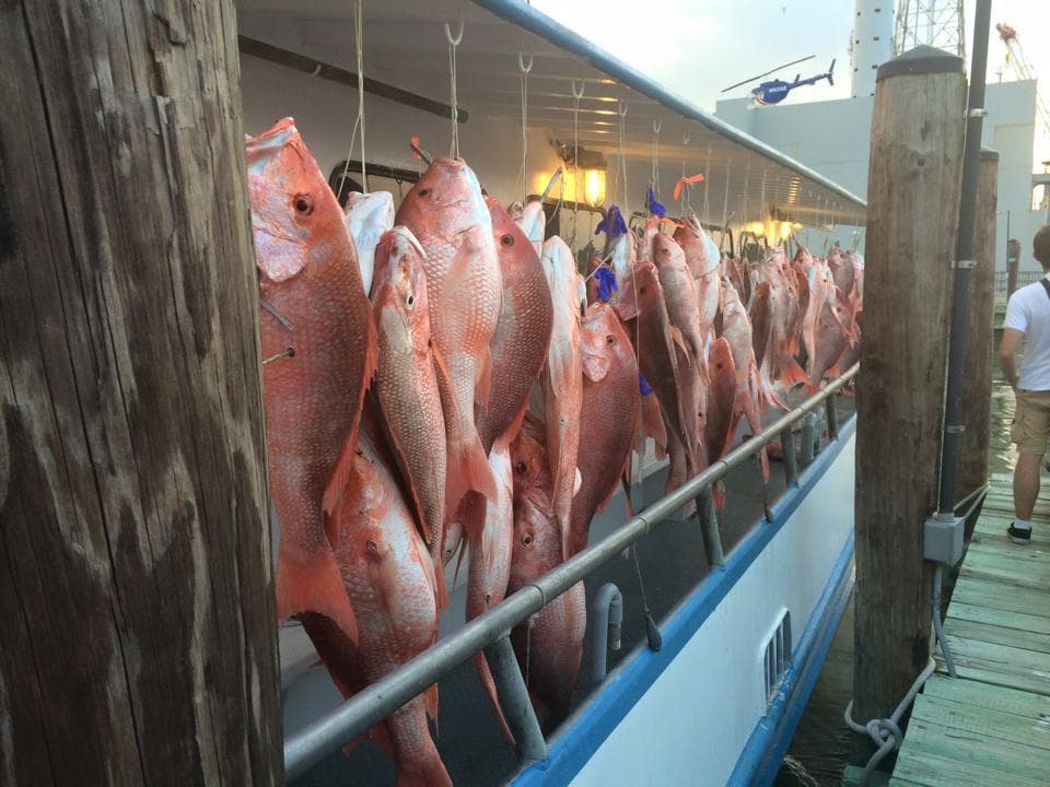 Red snapper catch hanging on charter boat rail, Galveston Gulf