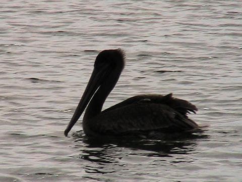 Pelican floating on coastal waters during scenic wildlife boat tour