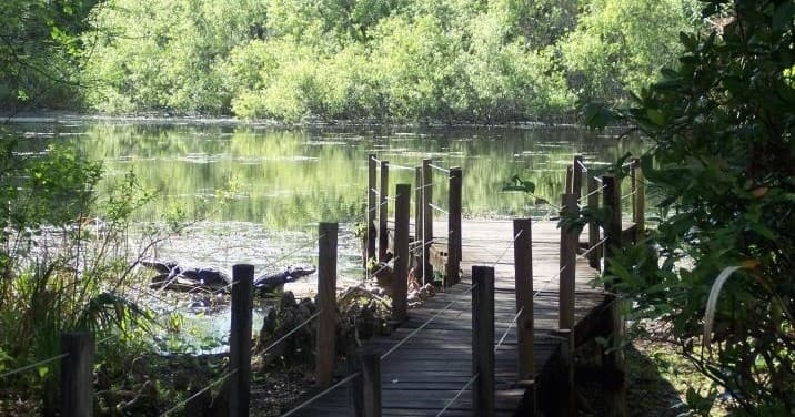 Wooden dock over calm lake in lush mangrove setting