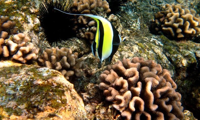 Deluxe Morning Snorkel Adventure in Kailua-Kona, Hawaii