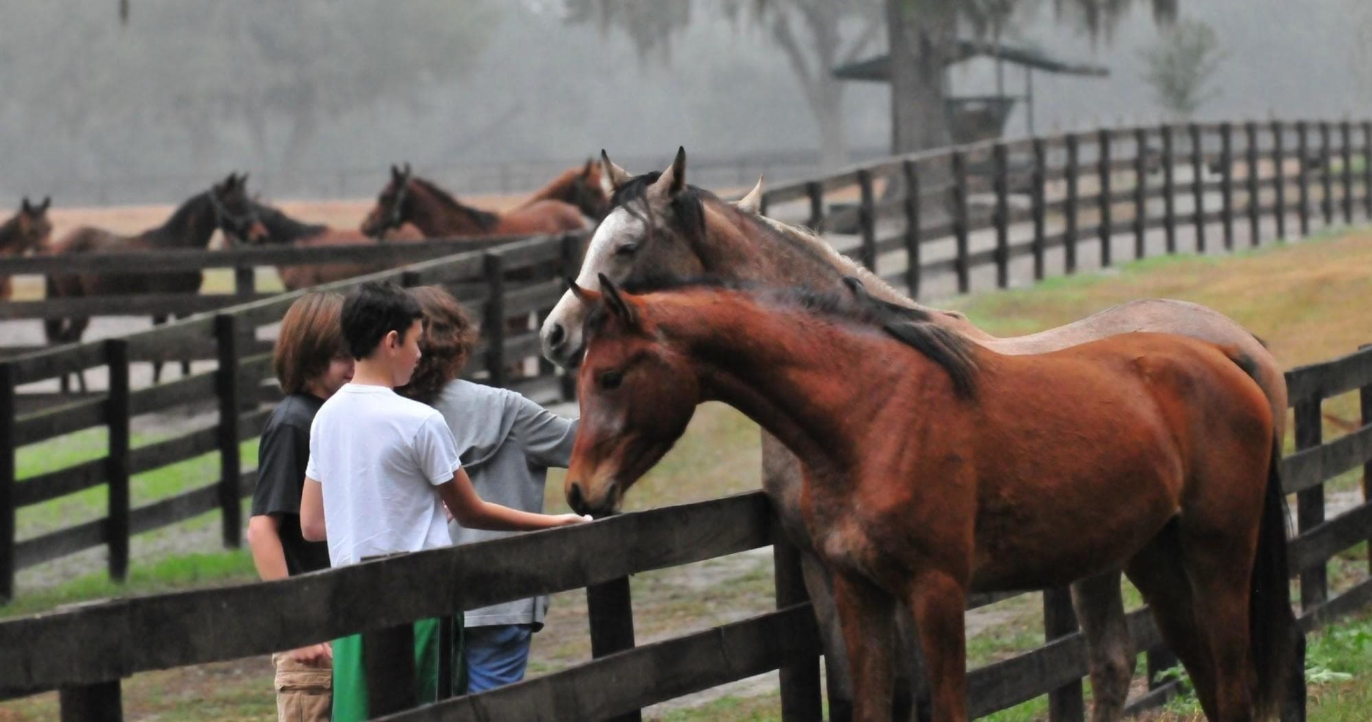 Discover Ocala’s Elite Horse Farms: An Insider’s Guided Tour Experience