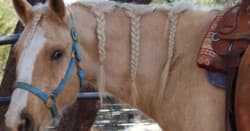 Horseback Riding at Westcreek Trail Rides in San Antonio
