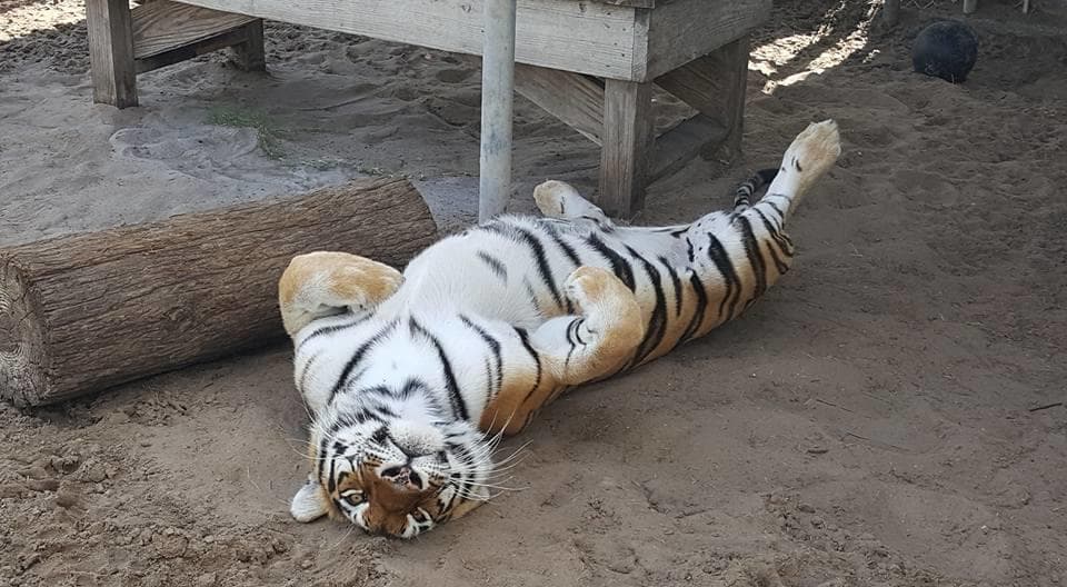 White tiger stretched out on dirt platform at sanctuary