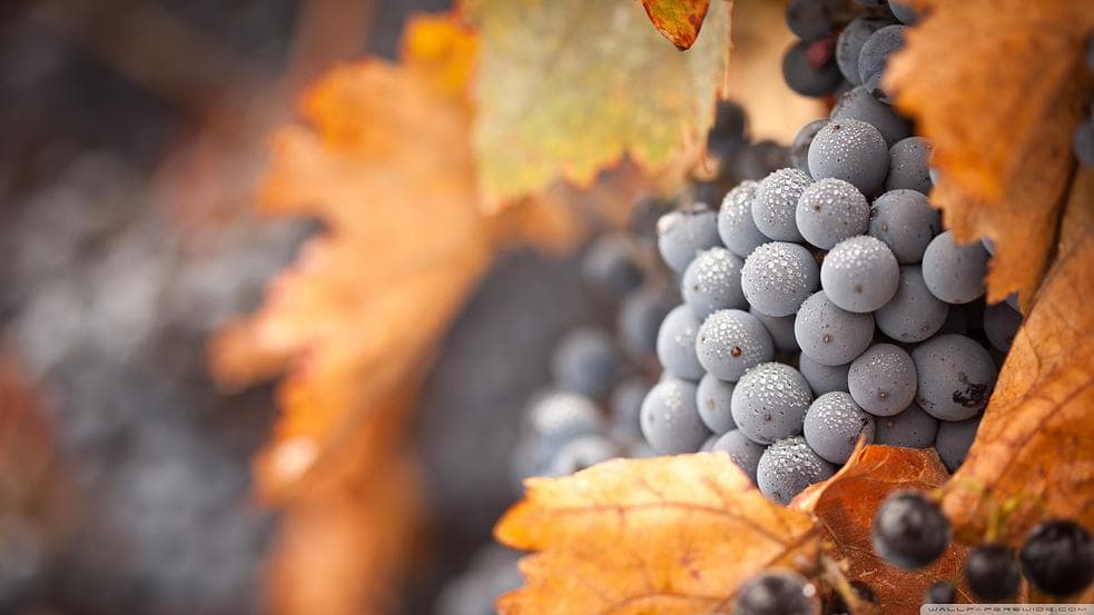 Close-up purple grape cluster among autumn leaves in vineyard harvest