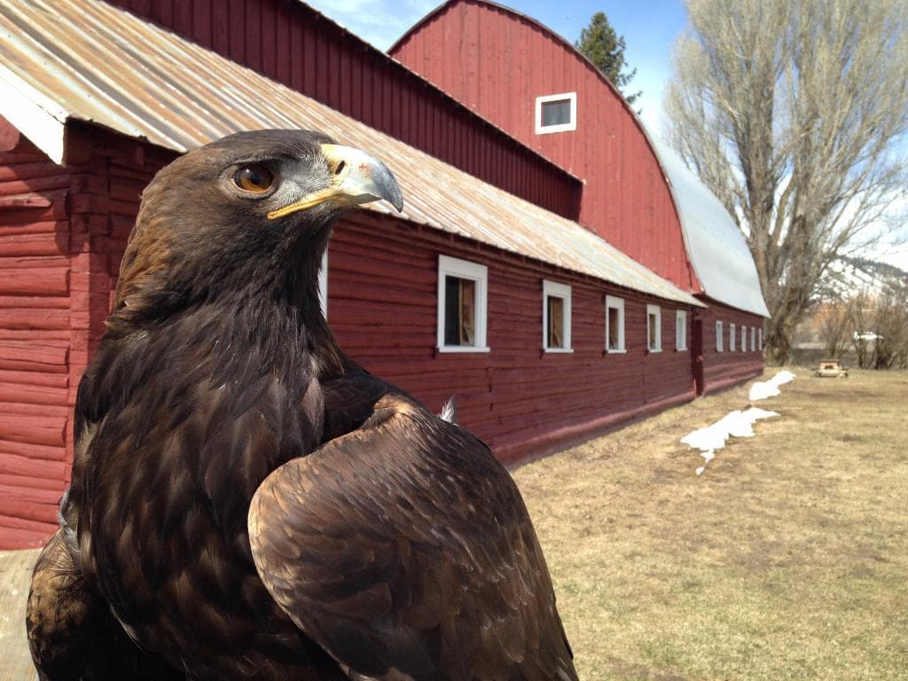 Golden eagle perched near red barn on rural ranch landscape