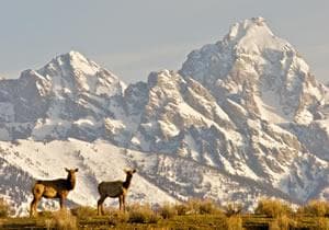 Elk and deer silhouetted on meadow with jagged mountain peaks