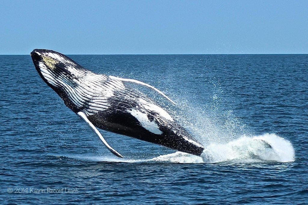 First Chance Whale Watch team