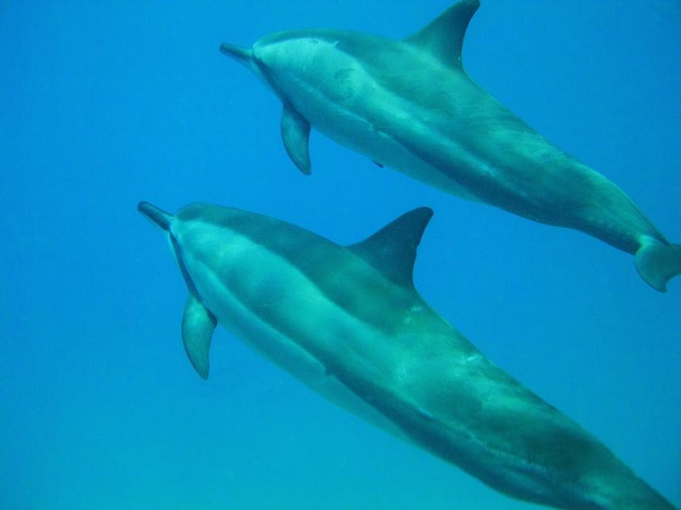 Two dolphins leaping and swimming in clear Hawaiian ocean