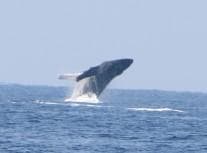 Whale Watch OE1: Kona’s Ultimate Family Ocean Adventure