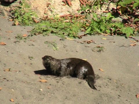 Young seal lounging on sandy beach, shore wildlife viewing