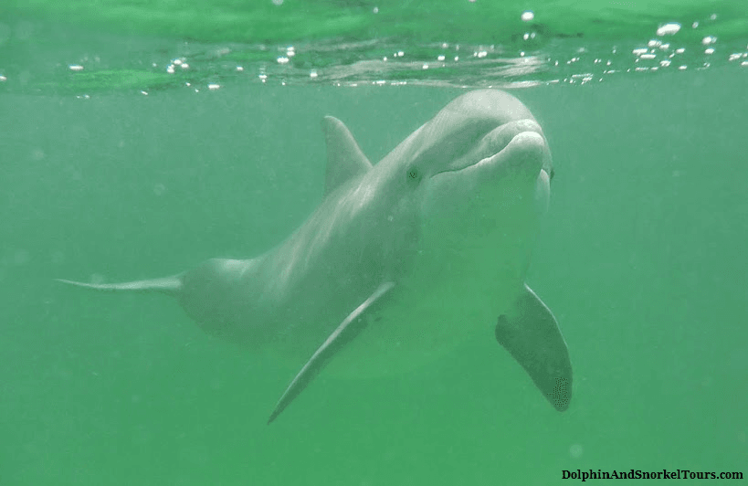 3 Hour Shell Island Dolphin & Snorkeling Tour in Panama City Beach