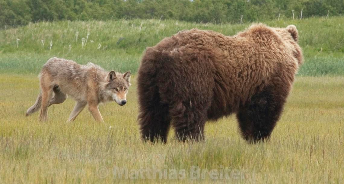 Alaska Ultimate Safaris fleet