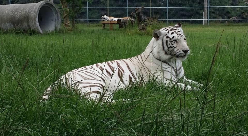 White tiger lounging in green grass at wildlife sanctuary