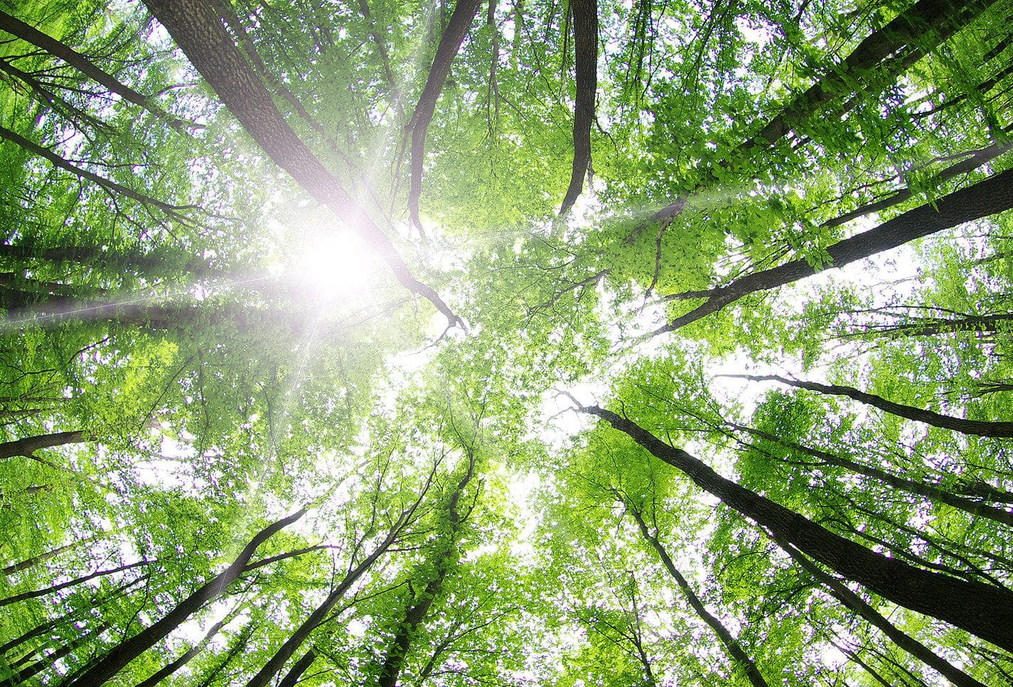 Sunlit forest canopy looking up through tall green trees